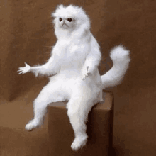 Confused Persian cat